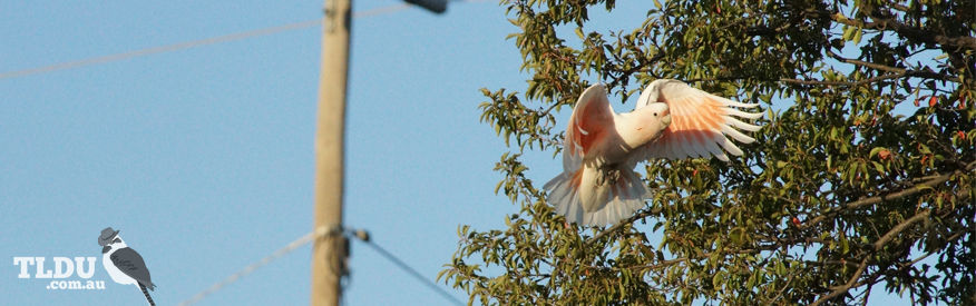 Major Mitchell Cockatoo