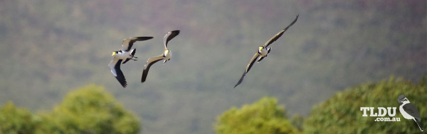 Masked Lapwing