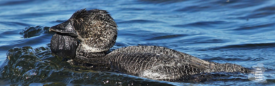 Male Musk Duck - The Land Down Under Australia