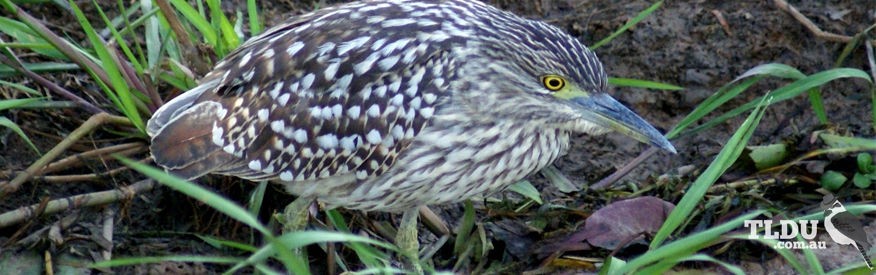 Nankeen Night Heron