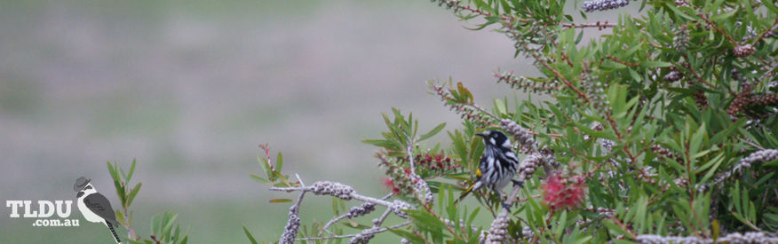 New Holland Honeyeater