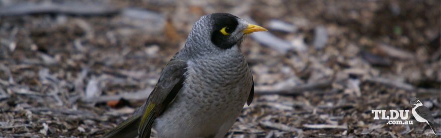 Noisy Miner