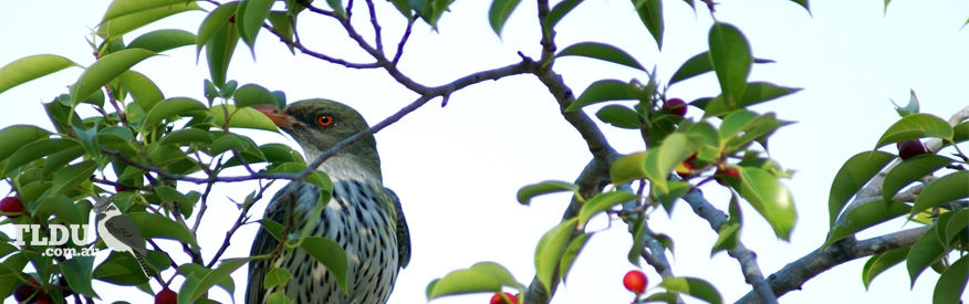 Olive Backed Oriole