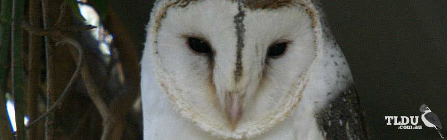 Pacific Barn Owl