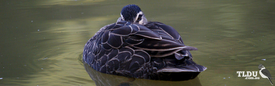 Pacific Black Duck