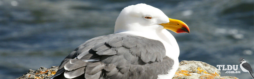 Pacific Gull