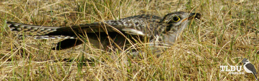 Pallid Cuckoo