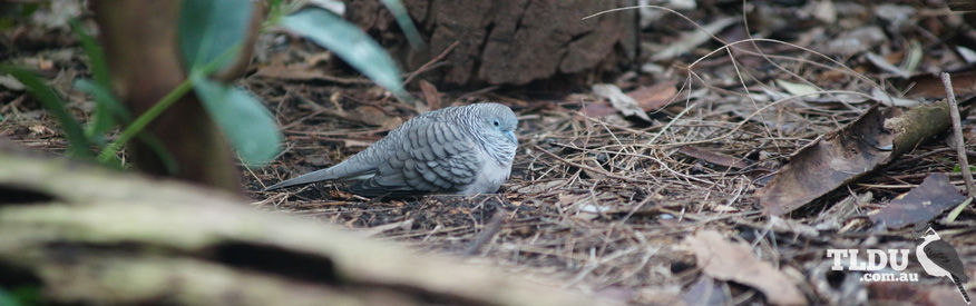 Peaceful Dove