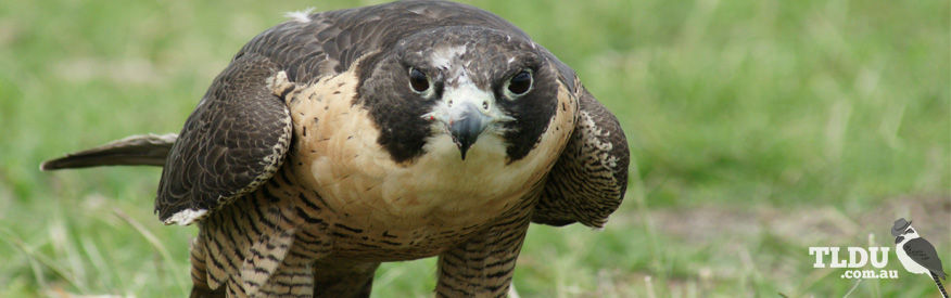 Peregrine Falcon