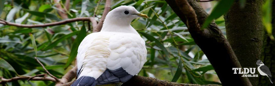 Pied Imperial Pigeon