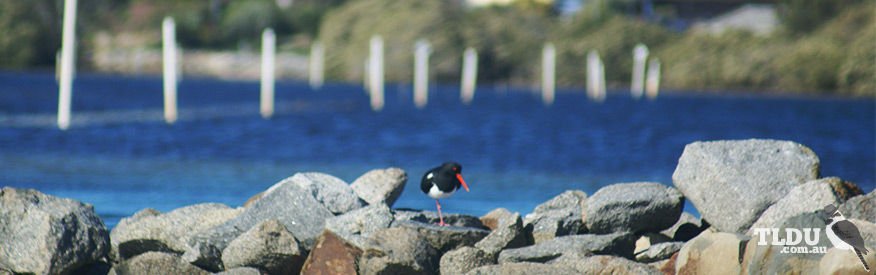 Pied Oyster Catcher