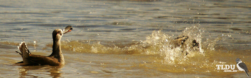 Pink Eared Duck