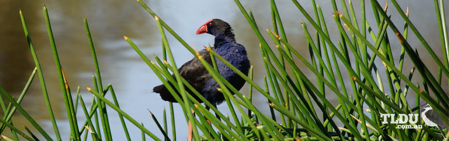 Purple Swamphen