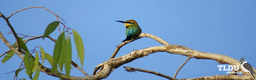 Rainbow Bee eater