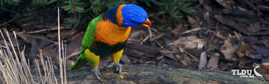 Rainbow Lorikeet