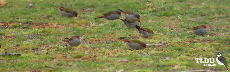 Red Browed Finch