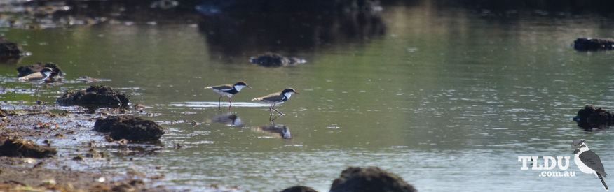 Red Kneed Dotterel