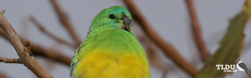 Red rumped Parrot