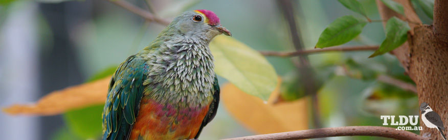 Rose crowned Fruit Dove