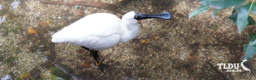 Royal Spoonbill