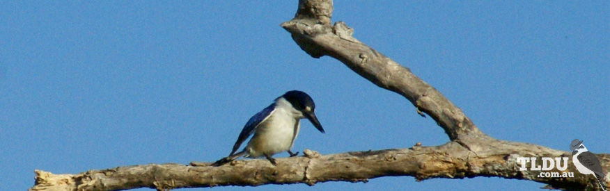 Sacred Kingfisher