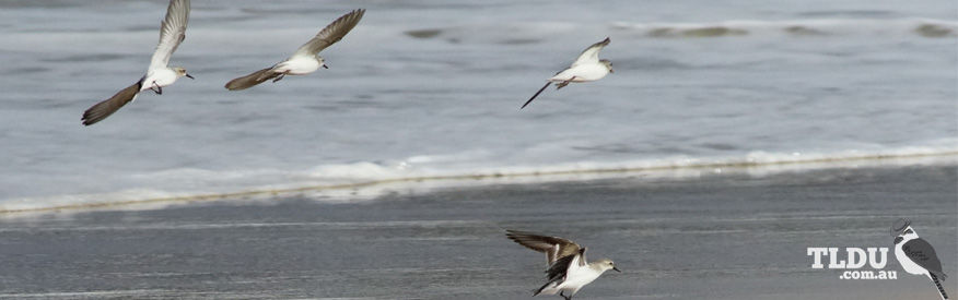 Sanderling