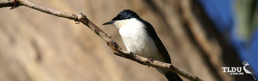 Satin Flycatcher