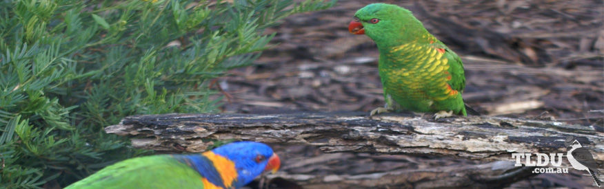 Scaly Breasted Lorikeet