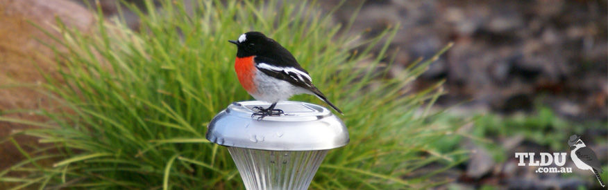 Scarlet Robin