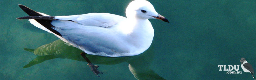 Silver Gull