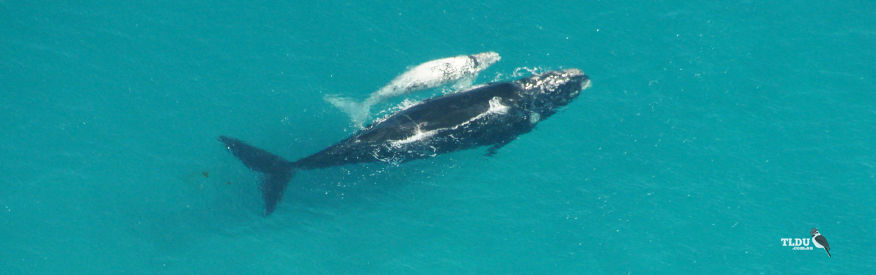 Southern Right Whale and Calf in the Head of Bight Whale Sanctuary