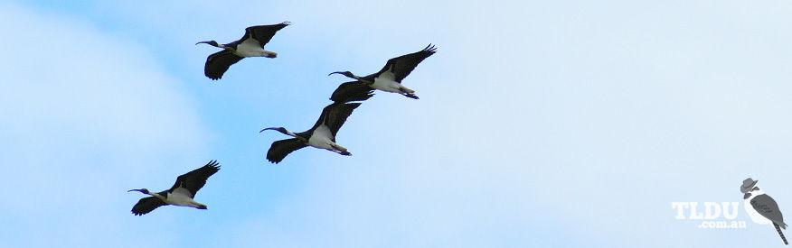 Straw Necked Ibis