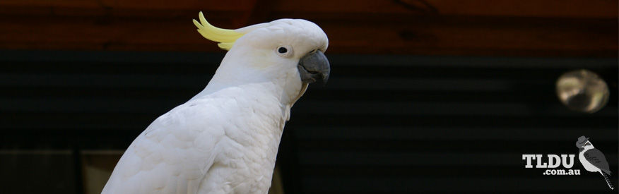 Sulphur crested Cockatoo