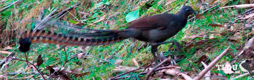 Superb Lyrebird  The Land Down Under