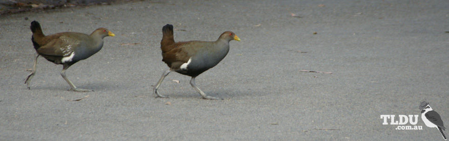 Tasmanian Native Hen