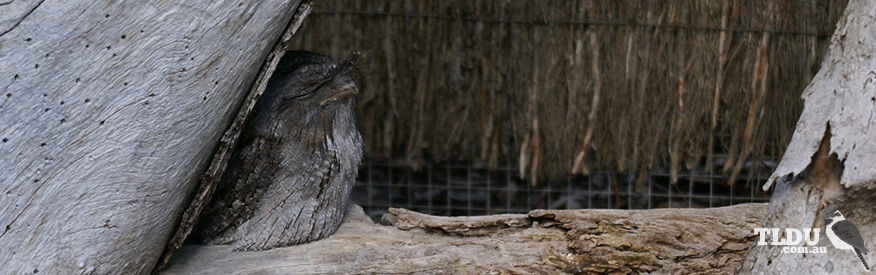 Tawny Frogmouth