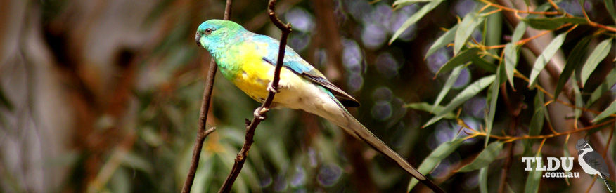 Turquoise Parrot