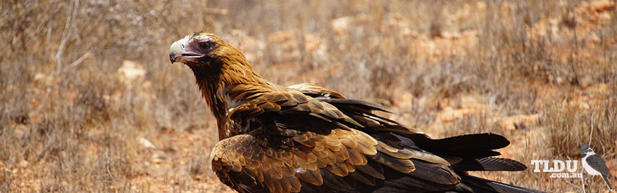 Wedge Tailed Eagle