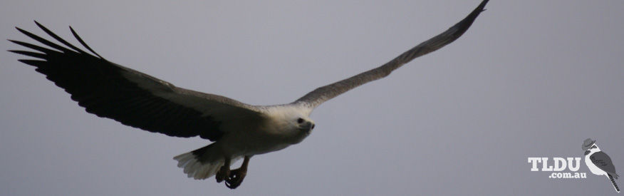 White Bellied Sea Eagle