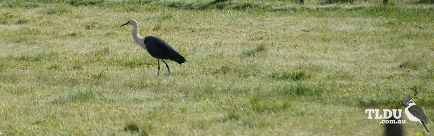 White Necked Heron