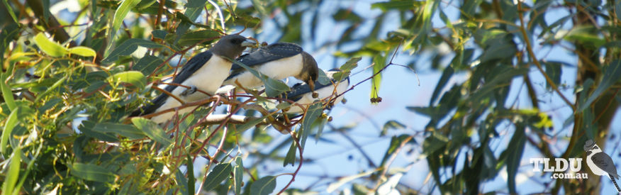 White breasted Woodswallow