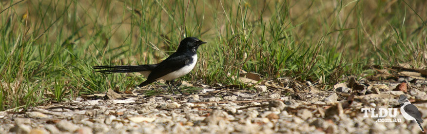 Willie Wagtail