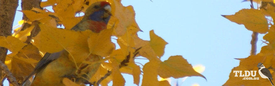 Yellow Rosella