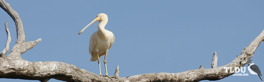 Yellow billed Spoonbill