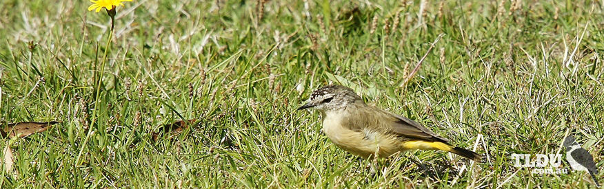 Yellow rumped Thornbill