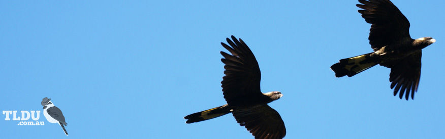 Yellow tailed Black Cockatoo