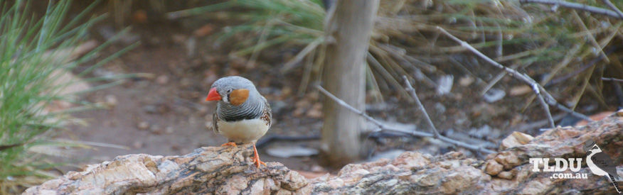 Zebra Finch