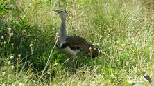 Australian Bustard - The Land Down Under