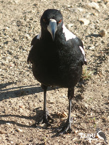 Australian Magpie