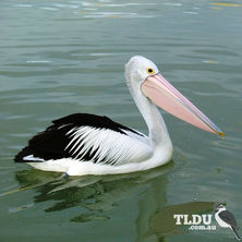 Australian Pelican